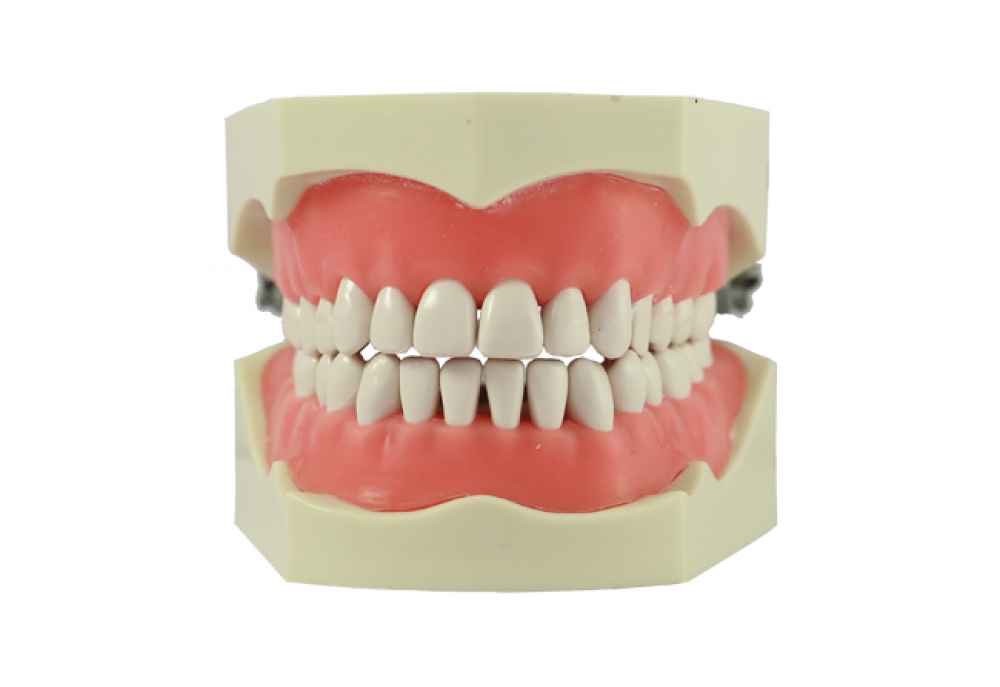 GDC C-TYPE STUDY MODEL